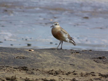 Seagull perching on a land