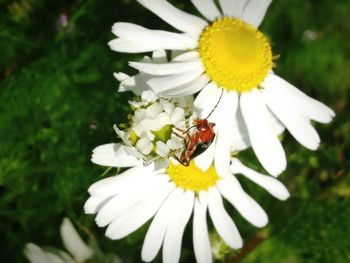 Close-up of daisy flowers