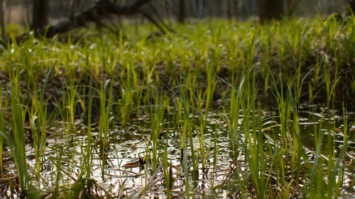 Close-up of grass growing in field