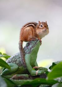 Close-up of squirrel