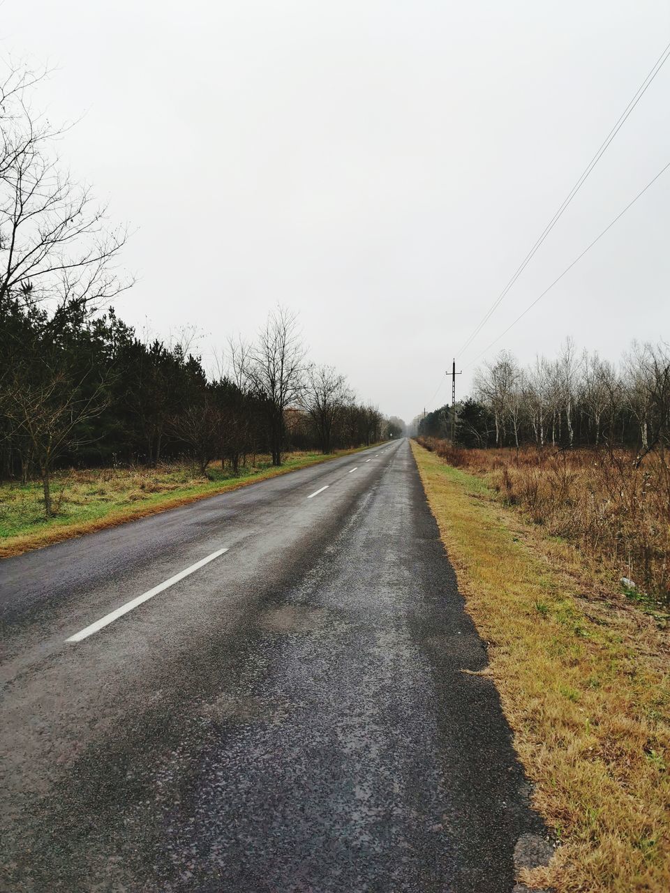 SURFACE LEVEL OF COUNTRY ROAD ALONG TREES