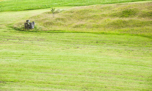 Scenic view of grassy field