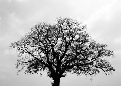 Low angle view of tree against sky