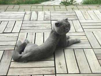 High angle view of cat sitting on wooden bench