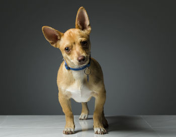 Portrait of chihuahua 