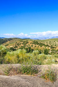 Scenic view of landscape against sky