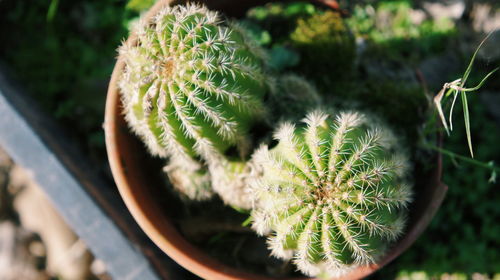 High angle view of cactus plant