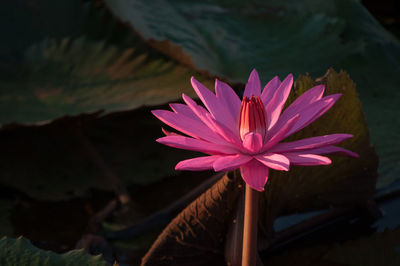 Close-up of pink lotus water lily blooming outdoors