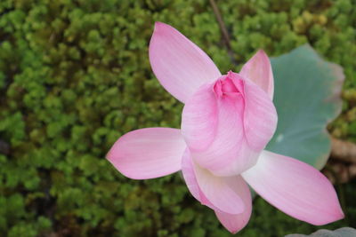 Close-up of pink rose flower