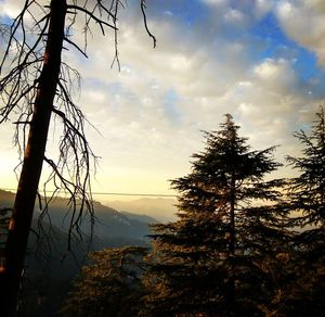 Silhouette trees in forest against sky