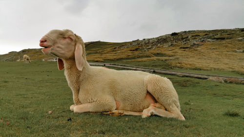 Sheep in a field on corno del renon