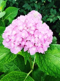 Close-up of pink flowers