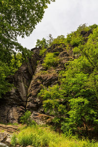 Trees and rocks in forest