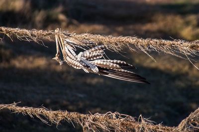 Close-up of a bird on field