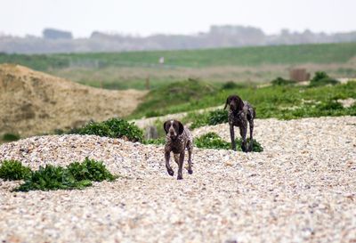 Two dogs on a field