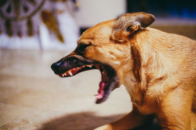 Close-up of dog looking away