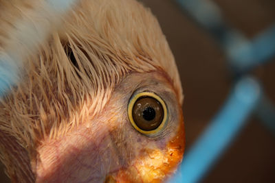 Close-up of a bird behind a wire cage