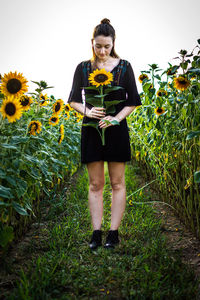 Full length of woman standing against sunflower
