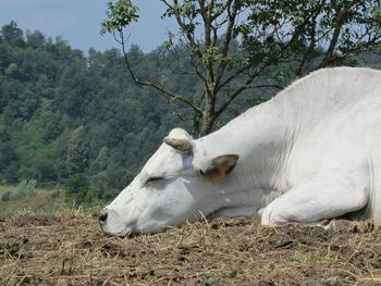 Sheep grazing on field