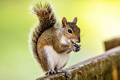 Lovely squirrel