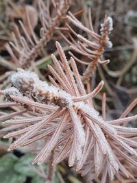 Close-up of dried plant on field