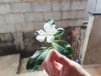 Cropped hand holding flower against wall