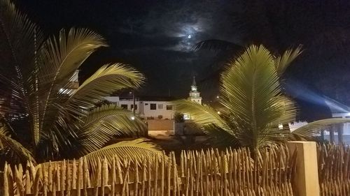 Palm trees by illuminated buildings against sky at night