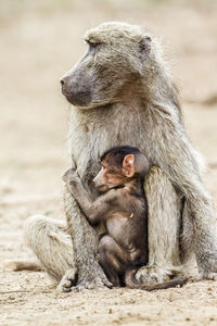 Baboon and infant sitting outdoors