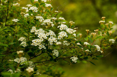 Close-up of white flowering plant