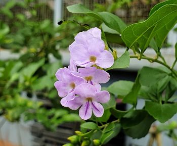 Close-up of pink flowering plant