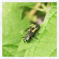 Close-up of insect on leaf