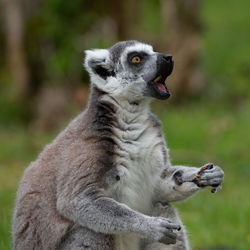 A ring tailed lemur waiting for food to be thrown