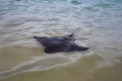 High angle view of a dog in the sea