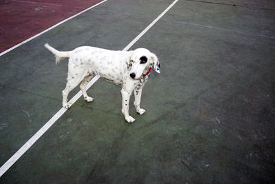 High angle view of dog standing on road in city