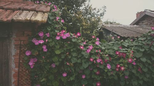 Low angle view of pink flowers on house roof