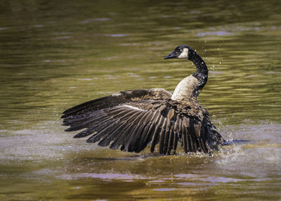 Canada goose flaps its wings, shaking off the water
