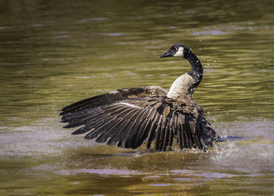 Duck swimming in lake