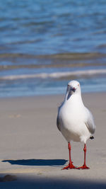 Seagull perching on a beach