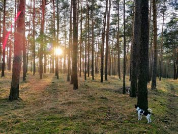 Light in the dark forest, trees, the sun and a little dog