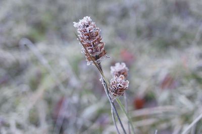 Close-up of wilted plant