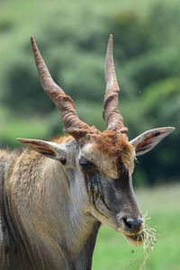 Close-up of a antelope gemsbok on field