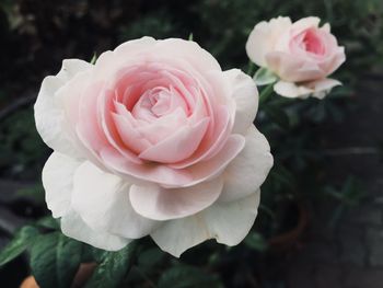 Close-up of pink rose