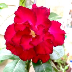 Close-up of red flower