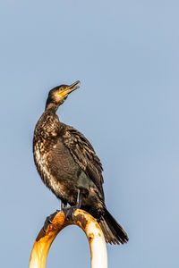 Low angle view of eagle perching on a bird