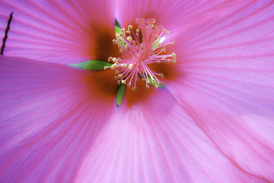 Close-up of pink hibiscus