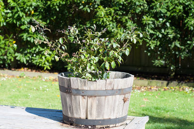 Green plant in a planter on the deck