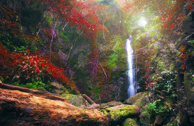 Scenic view of waterfall in forest during autumn