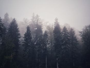 Trees in forest during winter