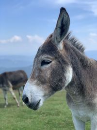 Close-up of a horse on the field