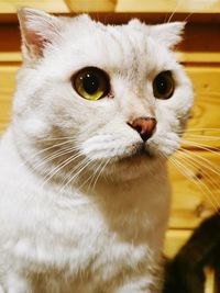 Close-up portrait of a cat